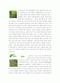 허브의 종류와 아로마테라피 7페이지