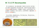 자낭균류와 담자균류 파워포인트 자료 2페이지