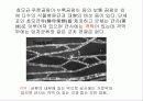 자낭균류와 담자균류 파워포인트 자료 3페이지