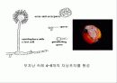 자낭균류와 담자균류 파워포인트 자료 4페이지