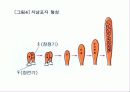 자낭균류와 담자균류 파워포인트 자료 9페이지