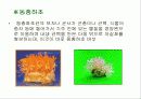 자낭균류와 담자균류 파워포인트 자료 10페이지