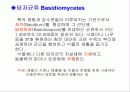 자낭균류와 담자균류 파워포인트 자료 14페이지