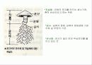 자낭균류와 담자균류 파워포인트 자료 15페이지