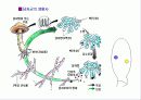 자낭균류와 담자균류 파워포인트 자료 19페이지