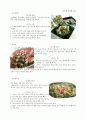 서양채소에 대하여 13페이지