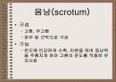 성의 신비 4페이지