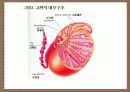 성의 신비 7페이지