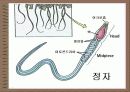 성의 신비 14페이지