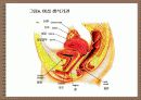 성의 신비 33페이지