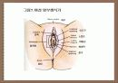 성의 신비 35페이지