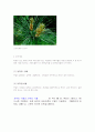 속씨식물과 겉씨식물의 수정 4페이지