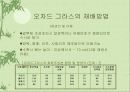 오차드그라스 14페이지