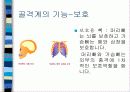 보건교사 수업실습자료-근골격계, 신경계 9페이지