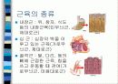 보건교사 수업실습자료-근골격계, 신경계 14페이지