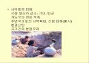 사막화의 원인과 그에 따른 영향 및 피해사례와 대처방안 연구 11페이지