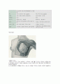 소화기관 4페이지
