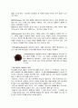 인도음식 문화 13페이지