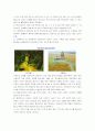 우리나라 산성비의 특징과 원인 11페이지