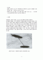 플라스미드(plasmid)에 대하여 13페이지
