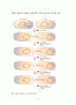 플라스미드(plasmid)에 대하여 19페이지