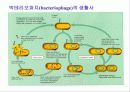 미생물의 세계(파워포인트-발표용) 28페이지