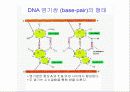 생명현상의 기초(파워포인트-발표용) 13페이지