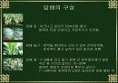 동·서양의 담배문화 비교 3페이지
