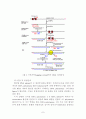 DNA 복제 7페이지