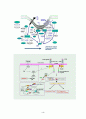 Signal transduction (신호전달) 4페이지