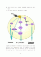 Signal transduction (신호전달) 62페이지