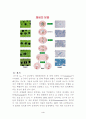 세포분열 4페이지