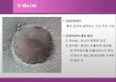 화성에 관한 발표 자료 13페이지