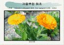화훼식물의 학명 및 분류 4페이지