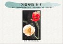 화훼식물의 학명 및 분류 5페이지