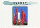 화훼식물의 학명 및 분류 7페이지