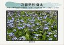 화훼식물의 학명 및 분류 8페이지