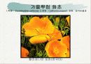 화훼식물의 학명 및 분류 14페이지