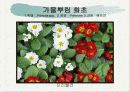 화훼식물의 학명 및 분류 17페이지