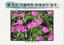 화훼식물의 학명 및 분류 25페이지