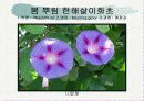 화훼식물의 학명 및 분류 28페이지