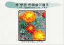 화훼식물의 학명 및 분류 29페이지