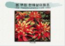 화훼식물의 학명 및 분류 36페이지