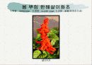 화훼식물의 학명 및 분류 37페이지