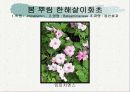 화훼식물의 학명 및 분류 40페이지