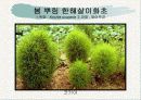 화훼식물의 학명 및 분류 46페이지