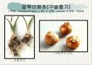 화훼식물의 학명 및 분류 55페이지