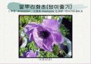 화훼식물의 학명 및 분류 64페이지