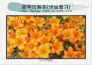 화훼식물의 학명 및 분류 72페이지