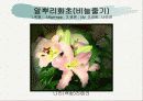 화훼식물의 학명 및 분류 73페이지